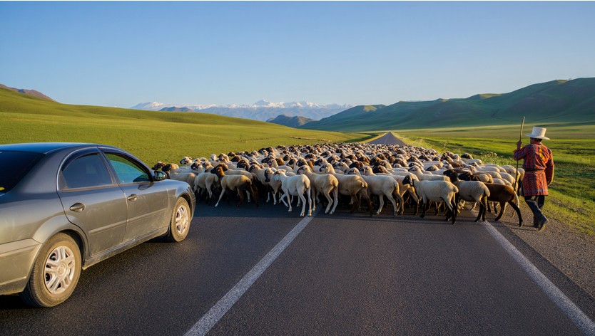 Советы туристам за рулем в Кыргызстане: стадо овец на дороге.