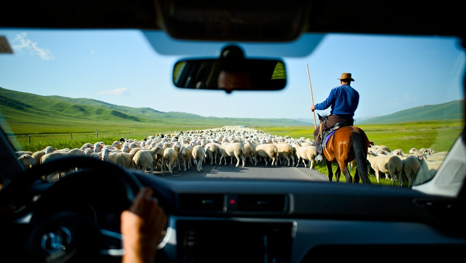 Животные на дороге в Кыргызстане.